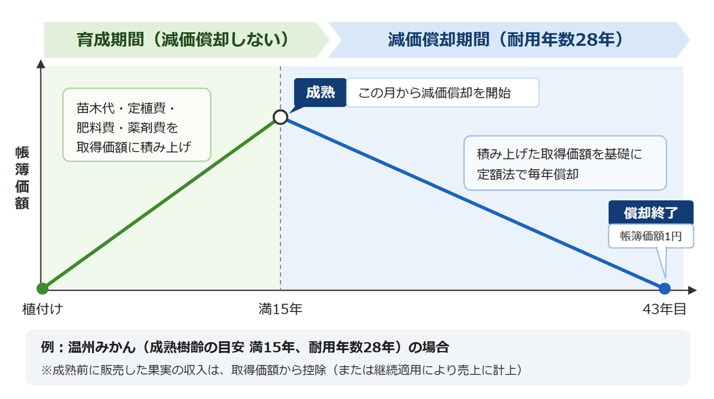 みかんの木減価償却図